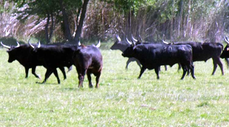 Camargue bulls